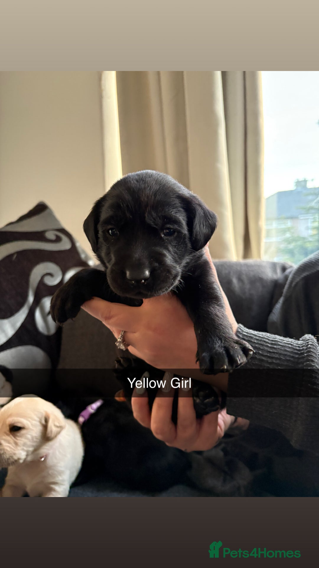 Labrador Retriever dogs for sale: 5 stunning Lab puppies for sale - Advert 6