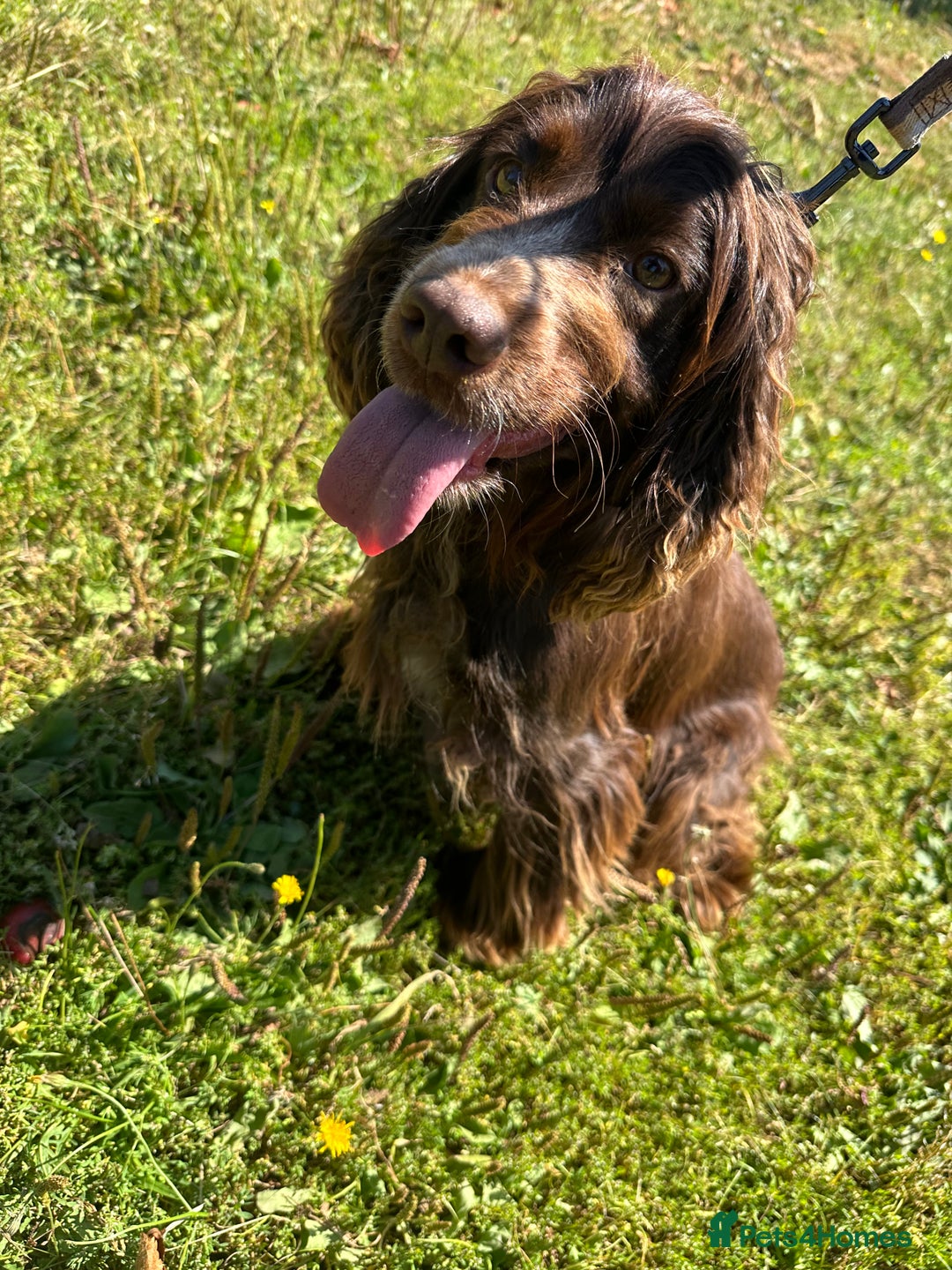 Cocker Spaniel dogs for sale: Lily cocker spaniel - Image 3