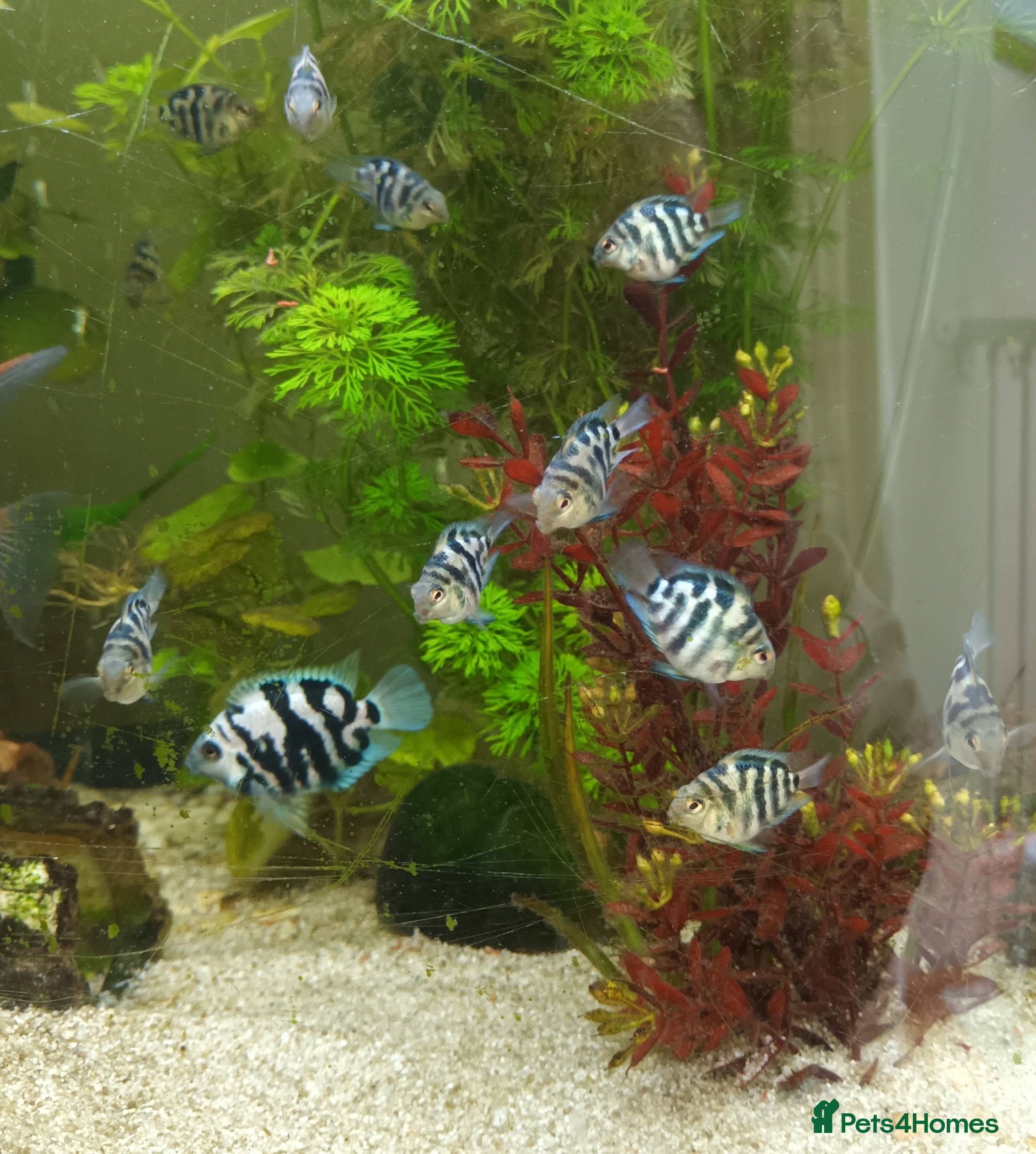 Cichlids fish 12 week old Blue Polar Parrot Fish for Sale - Advert 14