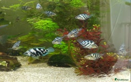 Cichlids fish for sale: 12 week old Blue Polar Parrot Fish for Sale - Image 1