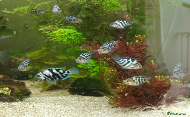 Cichlids fish - Advert 2