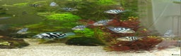Cichlids fish for sale: 12 week old Blue Polar Parrot Fish for Sale - Advert 1