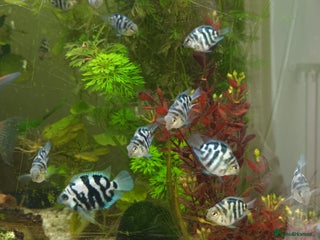 Cichlids fish - Advert 3