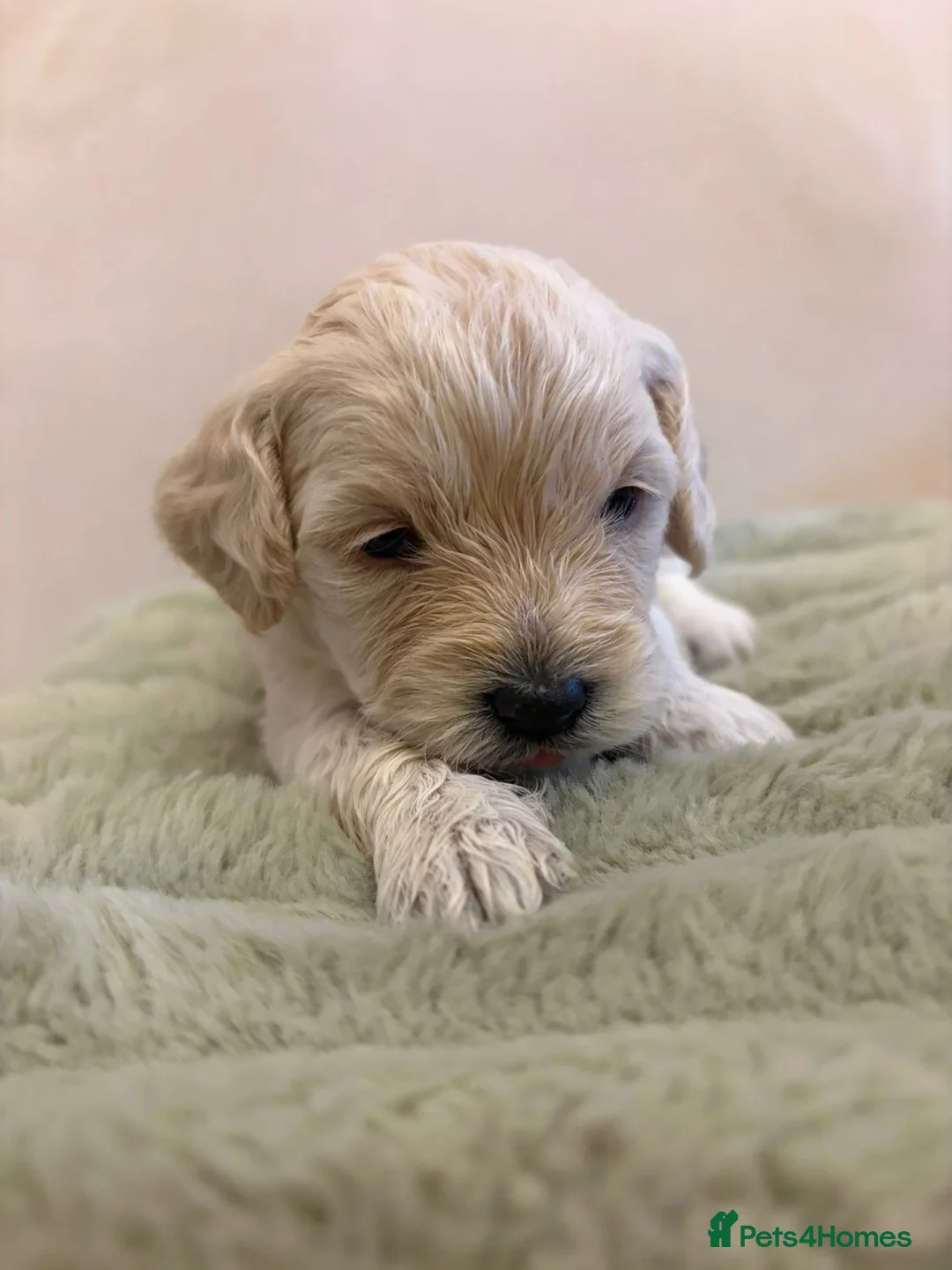 Cockapoo dogs for sale: Cockapoo puppies - Advert 1
