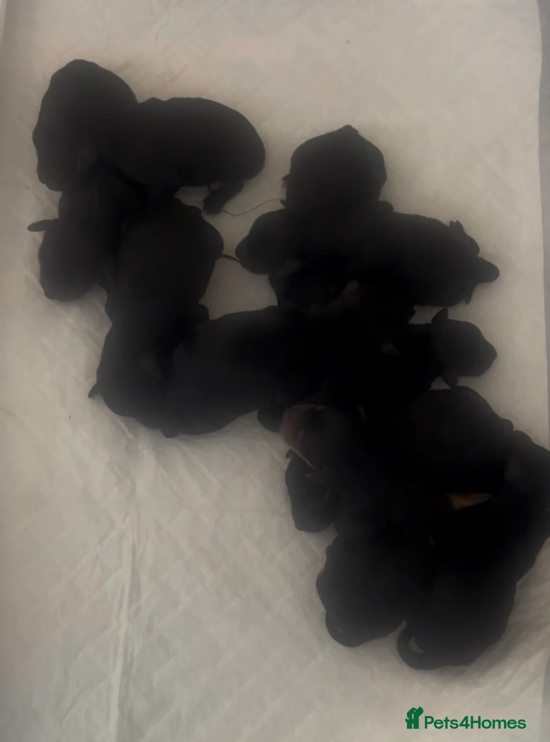 Miniature Schnauzer dogs for sale: 🐶🐾Cavaschnauzers🐾🐶Pups🐾🐶 - Advert 2