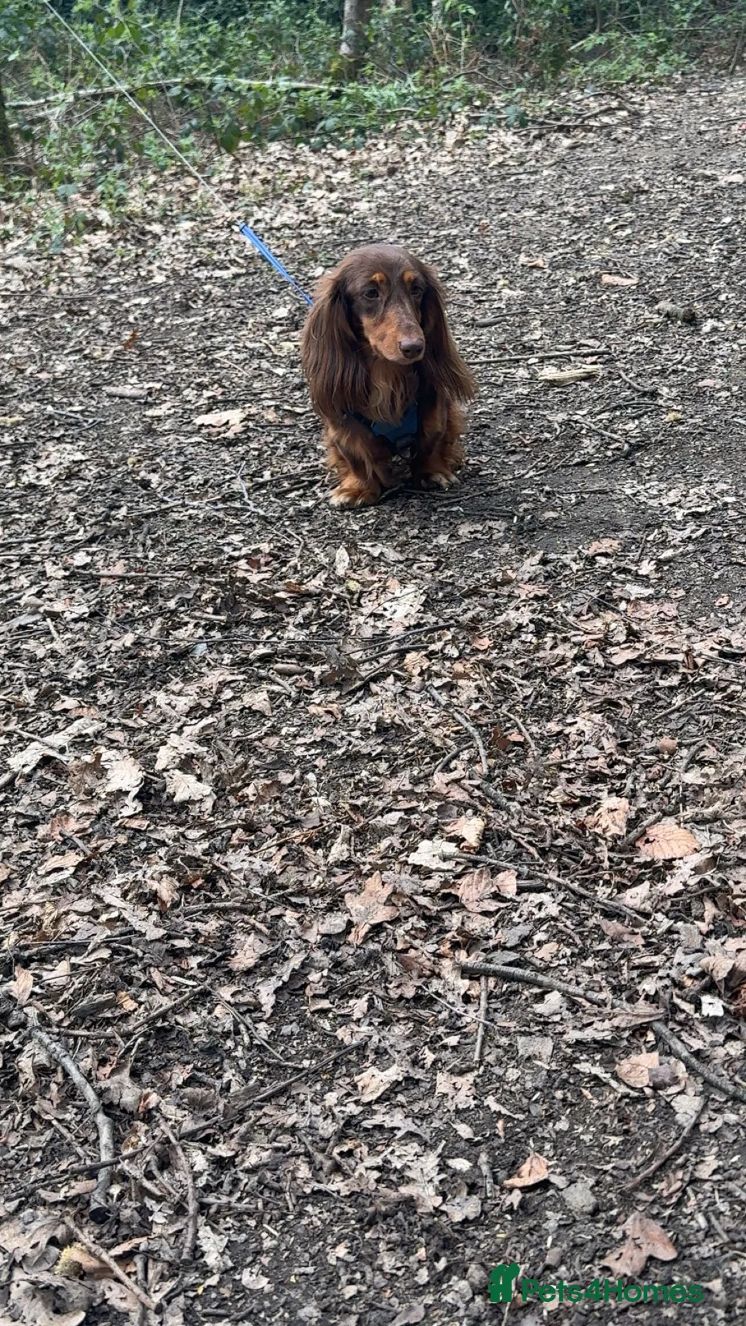 Dachshund dogs for stud: Long haired dachshund stud boys  in Leeds - Advert 11