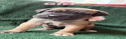 Cane Corso dogs for sale: Beautiful Cane Corso Puppies — 2 Boys, 2 Girls in York - Advert 2