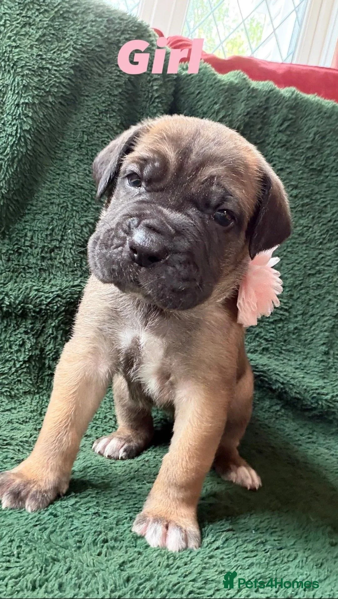 Cane Corso dogs for sale: Beautiful Cane Corso Puppies — 2 Boys, 2 Girls in York - Advert 2