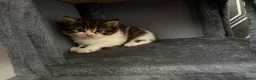 Mixed Breed cats for sale: 🐾 3 fluffy kittens looking for forever homes🐾 - Advert 8