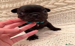 French Bulldog dogs for sale: 5 KC registered French Bulldogs🐾 - Image 16
