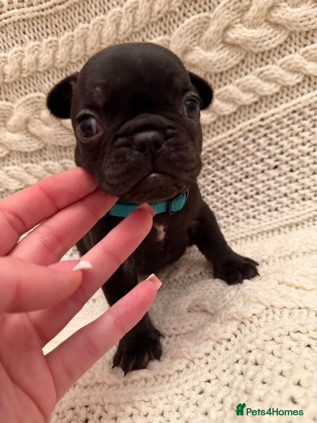 French Bulldog dogs for sale: 5 KC registered French Bulldogs🐾 - Image 16