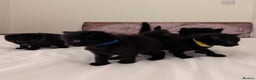 Domestic Shorthair cats for sale: Black Fluffy Kittens  - Advert 7