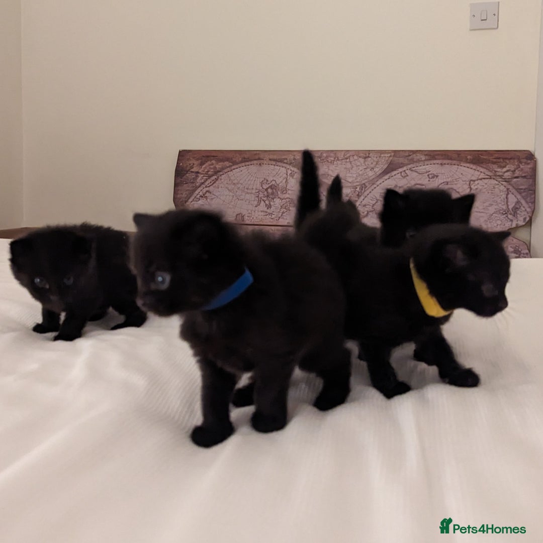 Domestic Shorthair cats for sale: Black Fluffy Kittens  - Advert 7