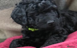 Cockapoo dogs for sale: F1 Cockapoo's - Image 32