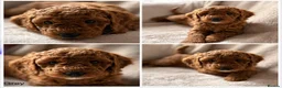 Miniature Poodle dogs for sale: Four beautiful fox red miniature poodles  - Advert 21