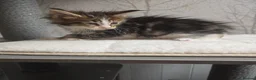 Maine Coon cats for sale: Beautiful Maine Coon Kittens Amazing Lines - Advert 15