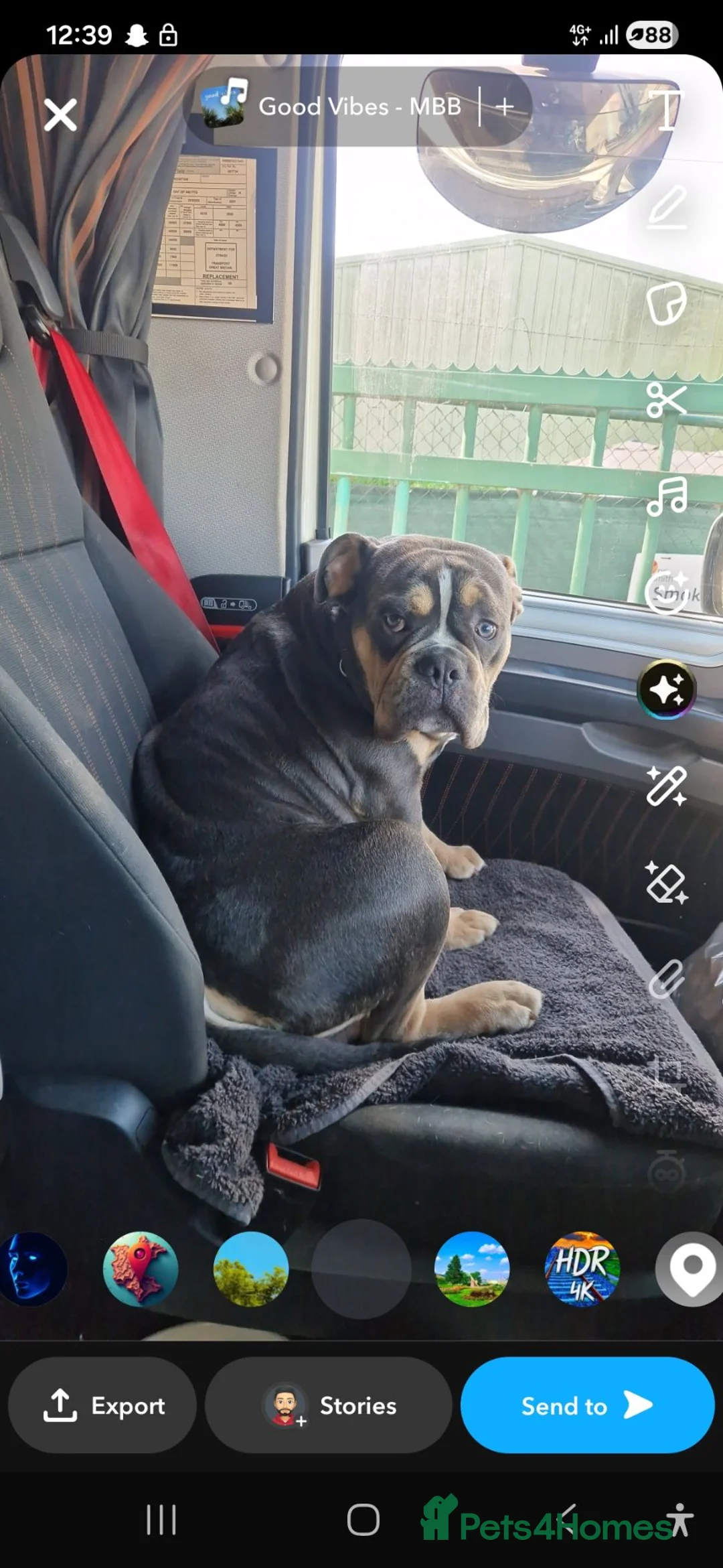 Olde English Bulldogge dogs for sale: Lenny in Doncaster - Advert 4