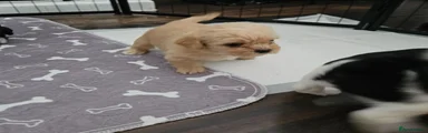 Shihpoo 8