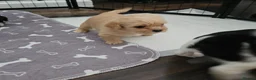 Shihpoo dogs for sale: Shiphoo puppies in Devon - Advert 32