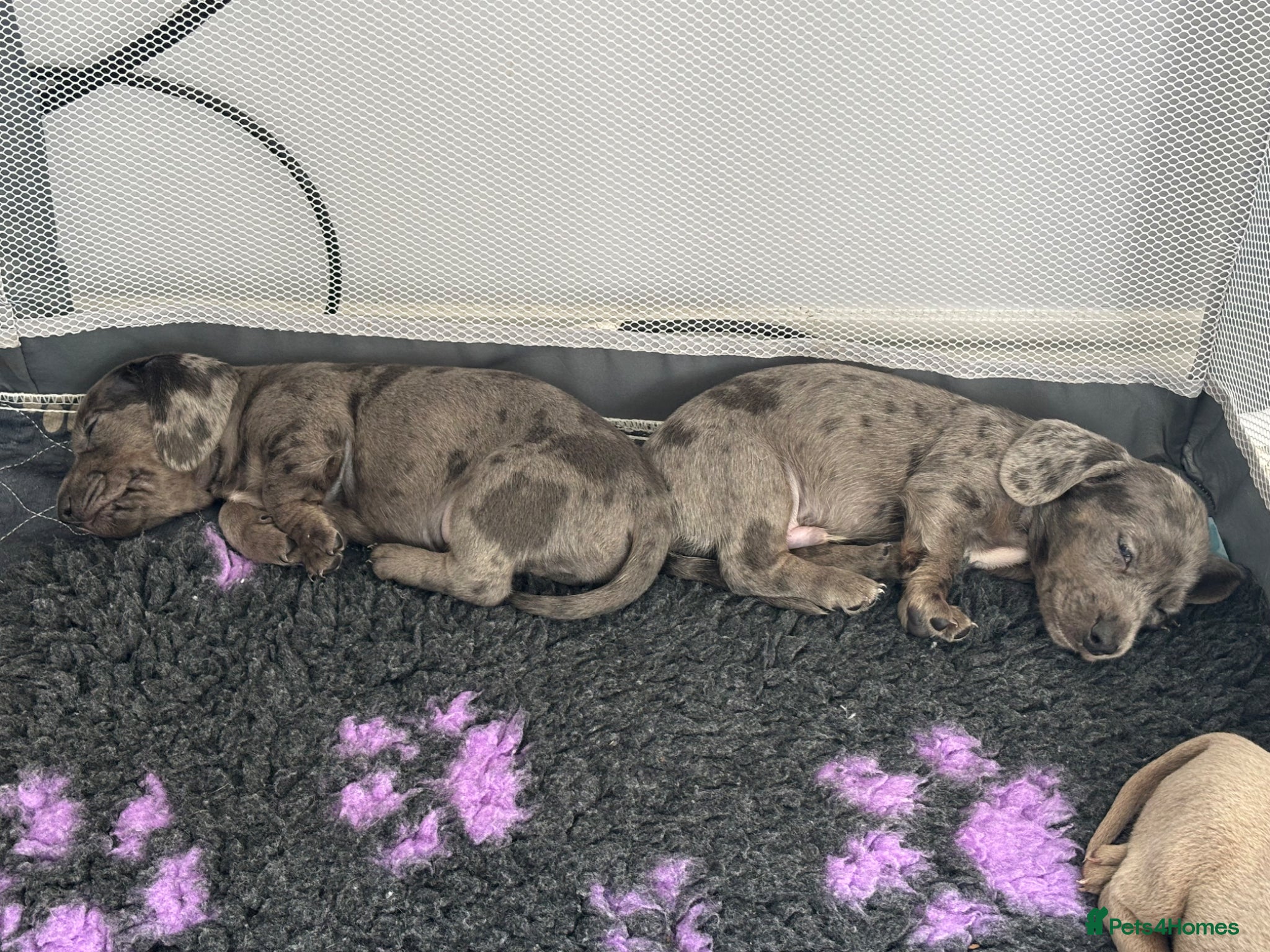 Miniature Dachshund dogs ‼️Reduced 2 Miniature Dachshund Fluffy boys left - Advert 16