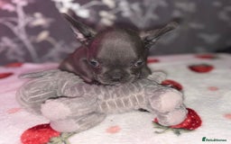 French Bulldog dogs for sale: French bulldog puppy’s - Image 29
