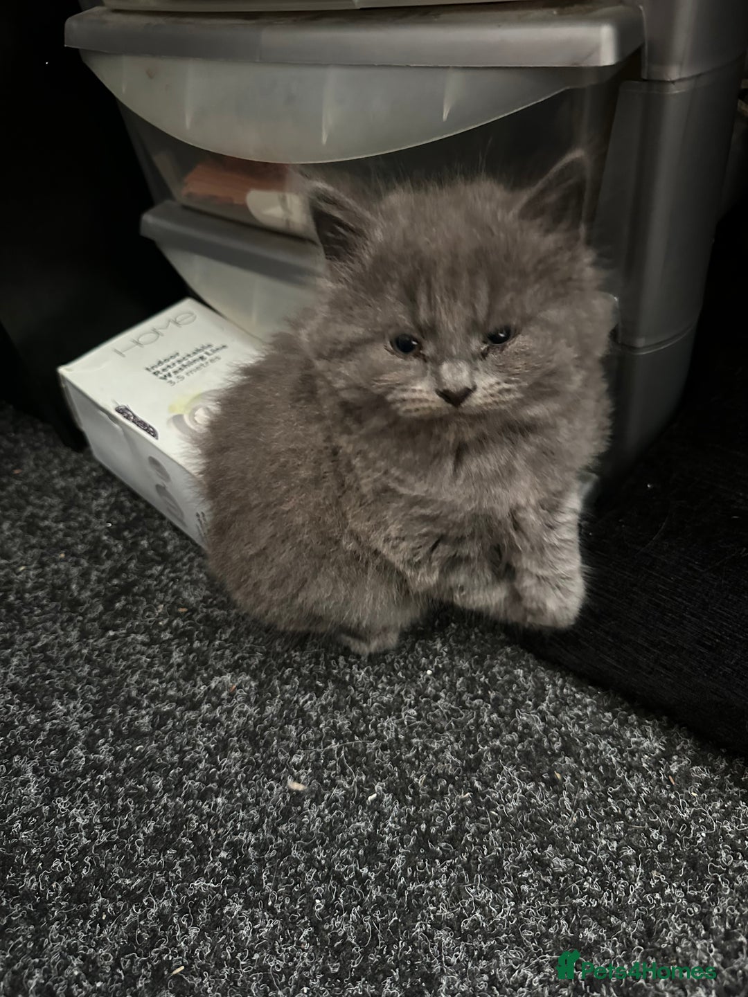 Maine Coon cats for sale: Gray Kittens  - Advert 12