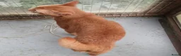 Abyssinian cats for sale: Red Abyssinian stud boy for sale - Advert 3