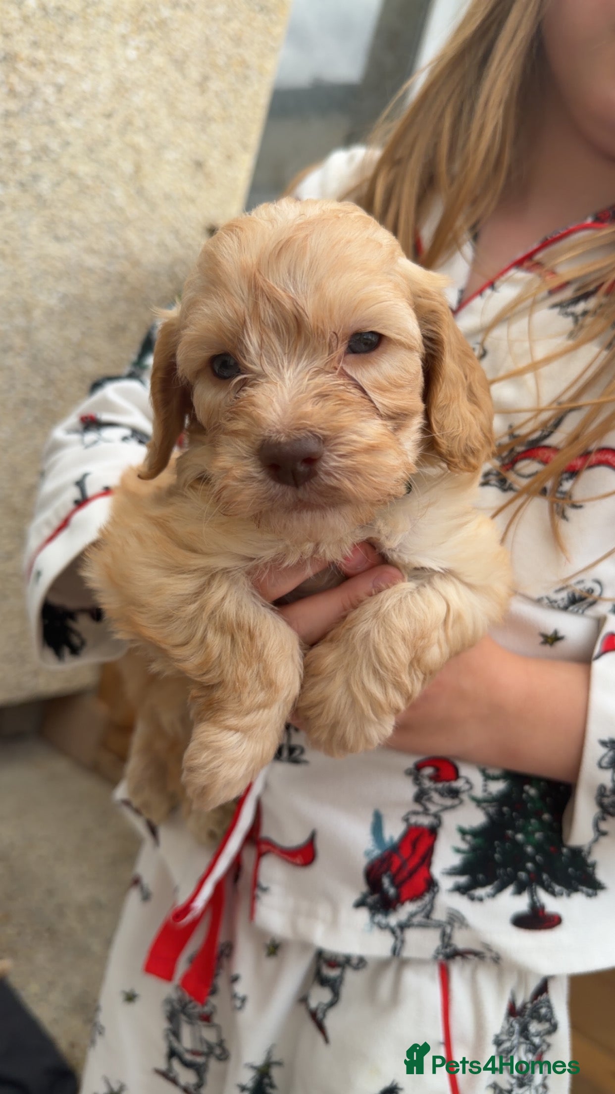 Cockapoo dogs Cockapoo’s for sale  - Advert 7