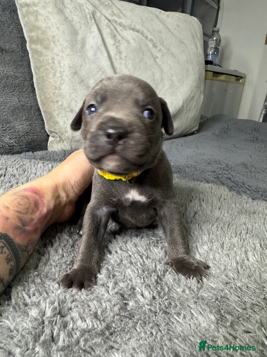 Staffordshire Bull Terrier dogs for sale: Staffy puppy for sale - Advert 3