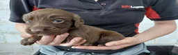 Sprocker dogs for sale: Sprocker pups for sale ( Springer x Cocker) - Advert 8