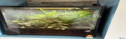 Frog reptiles for sale: Blue dart frogs - Advert 3