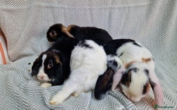 Mini Lop rabbits for sale: Mini Lop Male Rabbits - Image 5