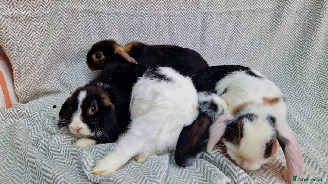 Mini Lop rabbits for sale: Mini Lop Male Rabbits - Image 5
