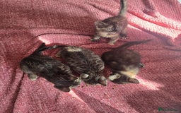 Mixed Breed cats for sale: Beautiful kittens  - Image 16