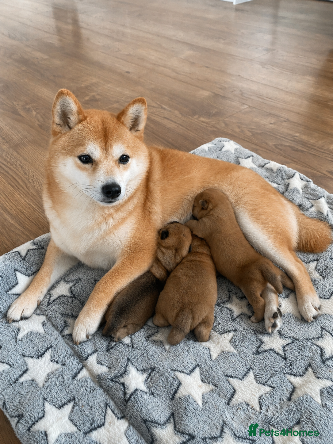 Japanese Shiba Inu dogs for sale: Japanese Mameshiba Inu Puppies Show Grade - Advert 1