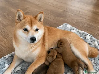 Japanese Shiba Inu dogs Japanese Mameshiba Inu Puppies Show Grade - Advert 1