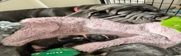 Neapolitan Mastiff dogs for sale: 2 Neapolitan mastiff puppies  - Advert 13