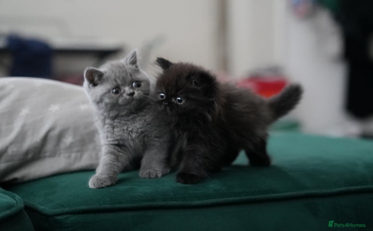 British Shorthair cats - Advert 9