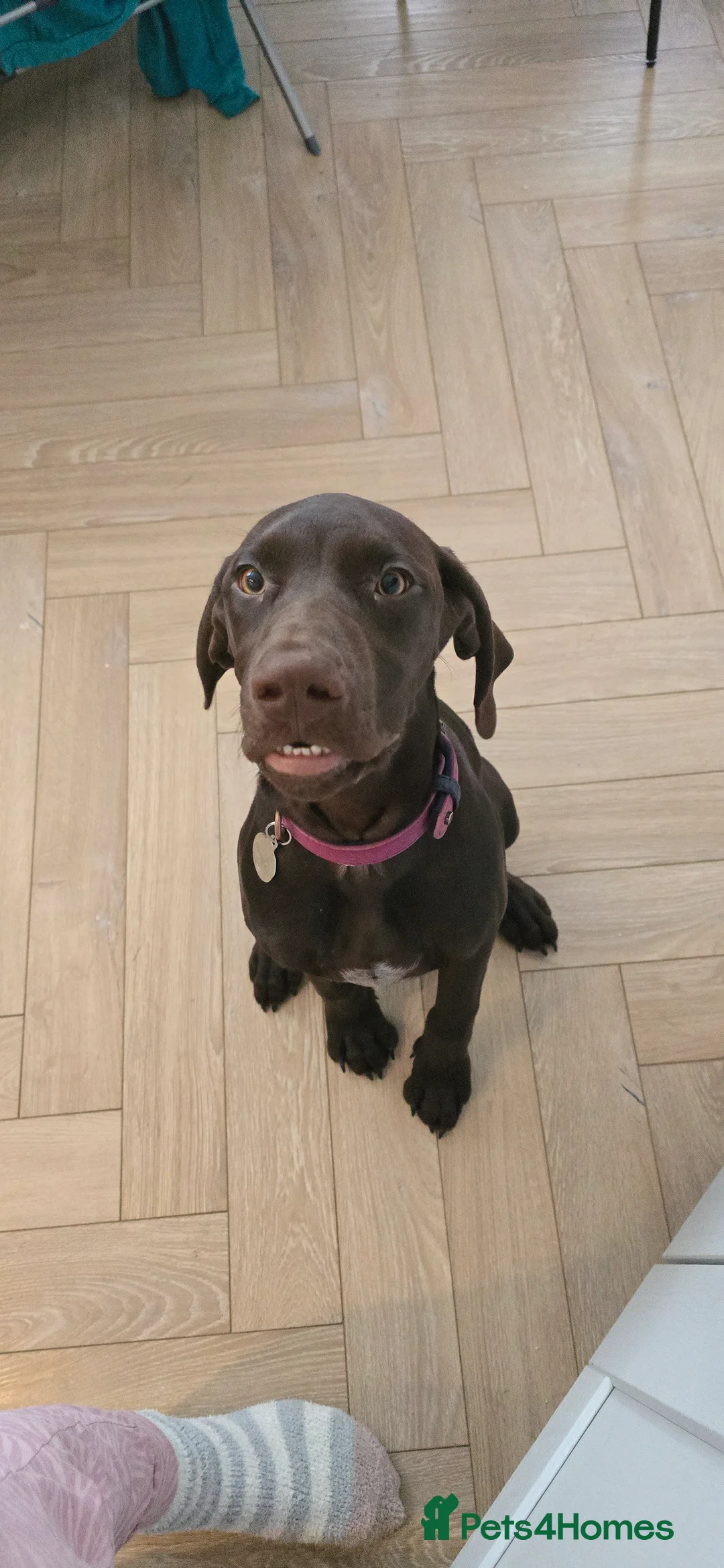 German Shorthaired Pointer dogs for sale: Rehoming our female GSP puppy, Cleo – 7 months old - Advert 4