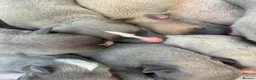 Whippet dogs for sale: KC Registered Whippet Puppies   - Advert 4