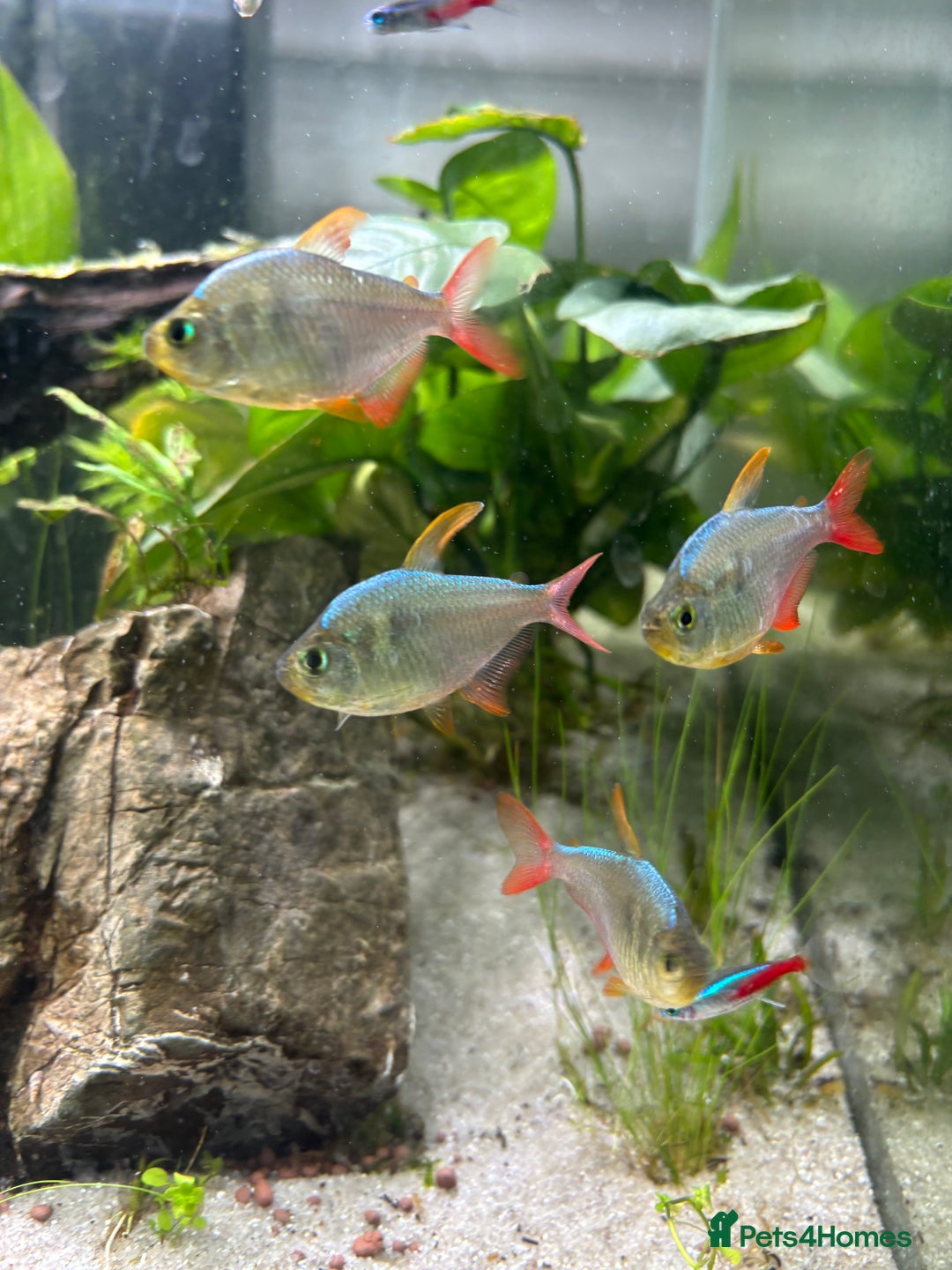 Tetras fish for sale: Colombian Redfin Tetra - Image 4