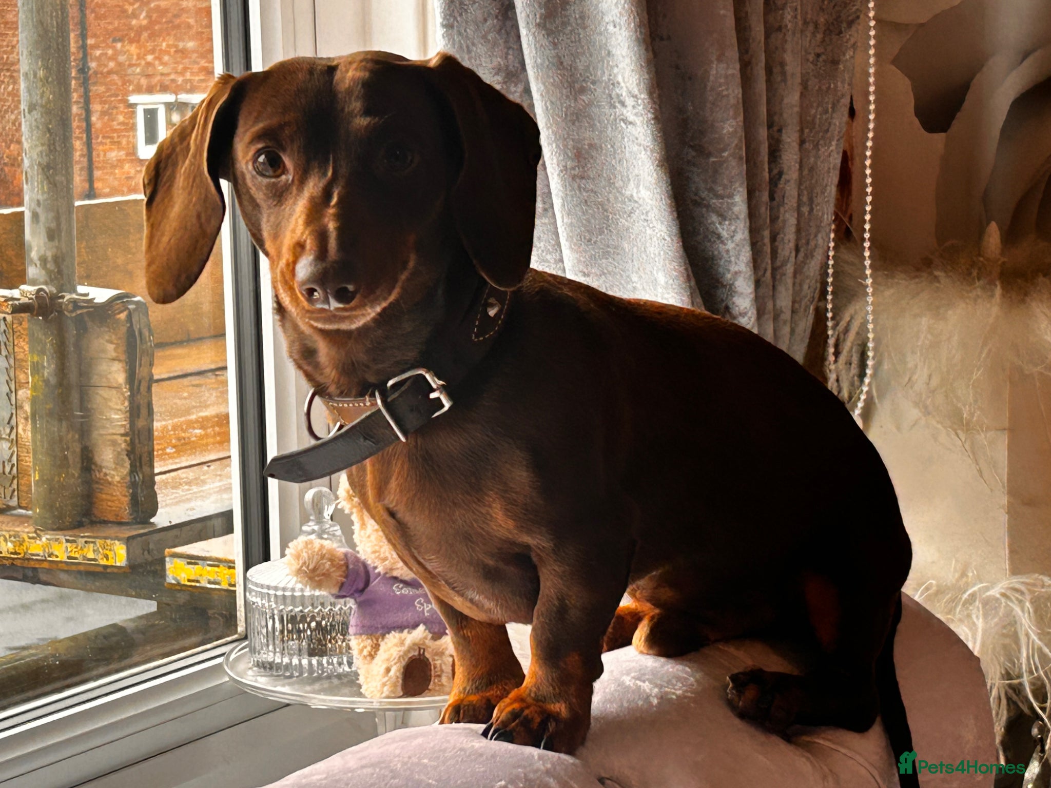 Miniature Dachshund dogs Chocolate/isabella miniature dachshund  - Advert 1