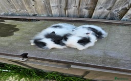 Lionhead rabbits for sale: Mini Lionhead rabbits for sale (male and female) - Image 6