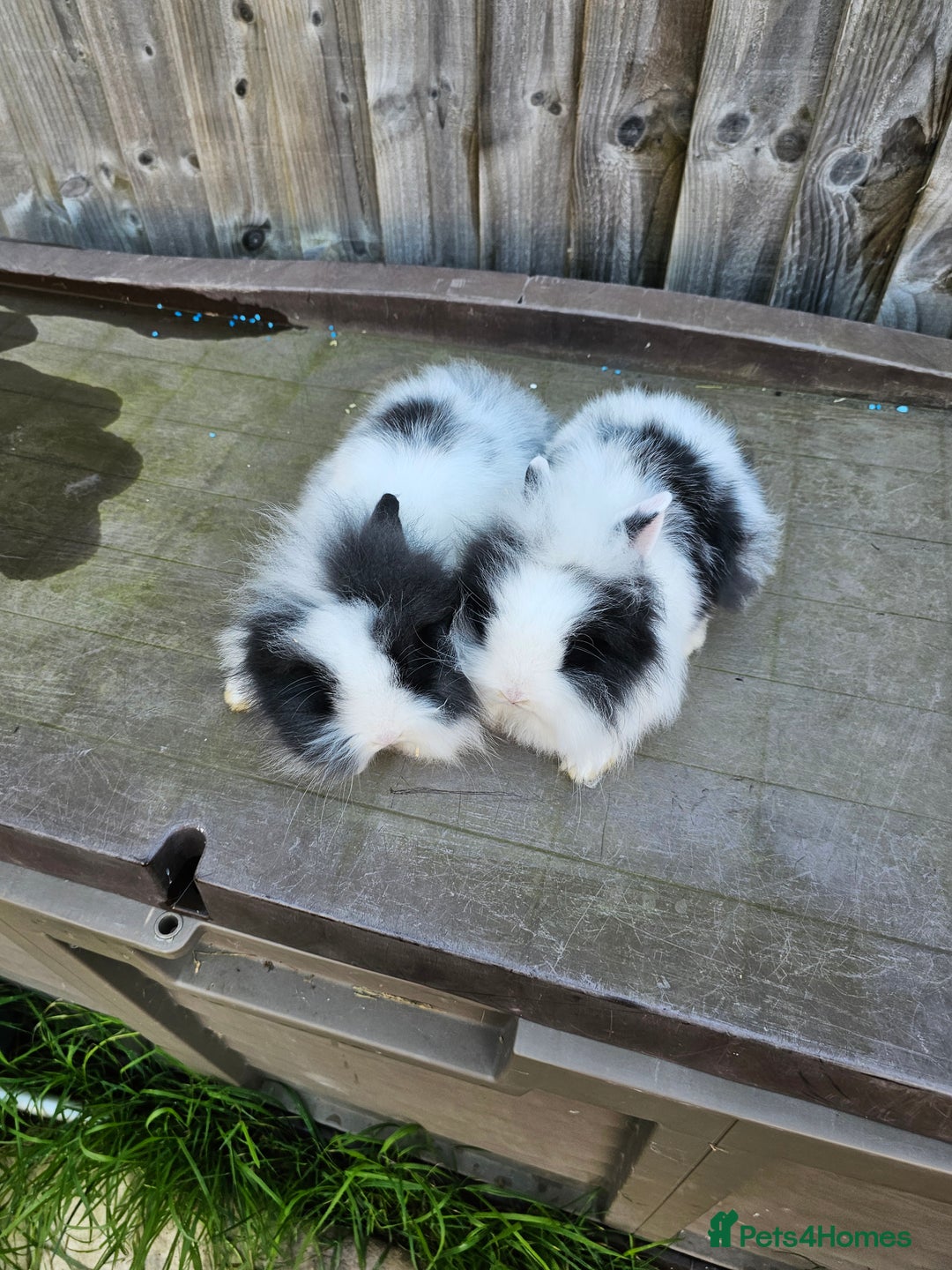Lionhead rabbits for sale: Mini Lionhead rabbits for sale (male and female) - Image 6