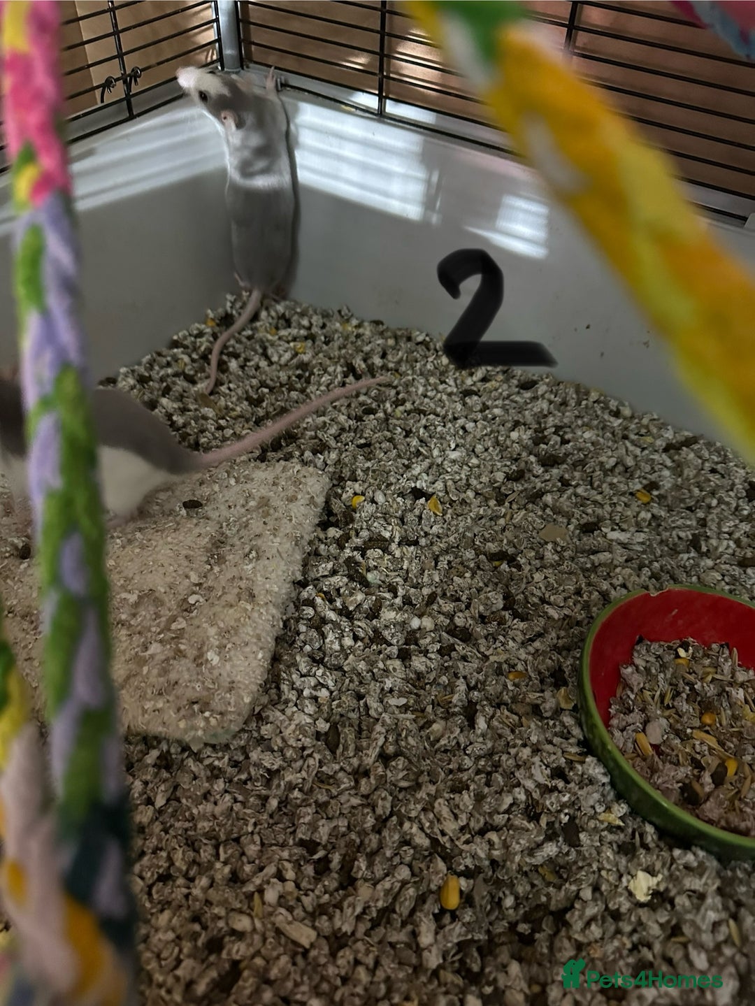 Rat rodents for sale: Rats & complete set up - Image 10