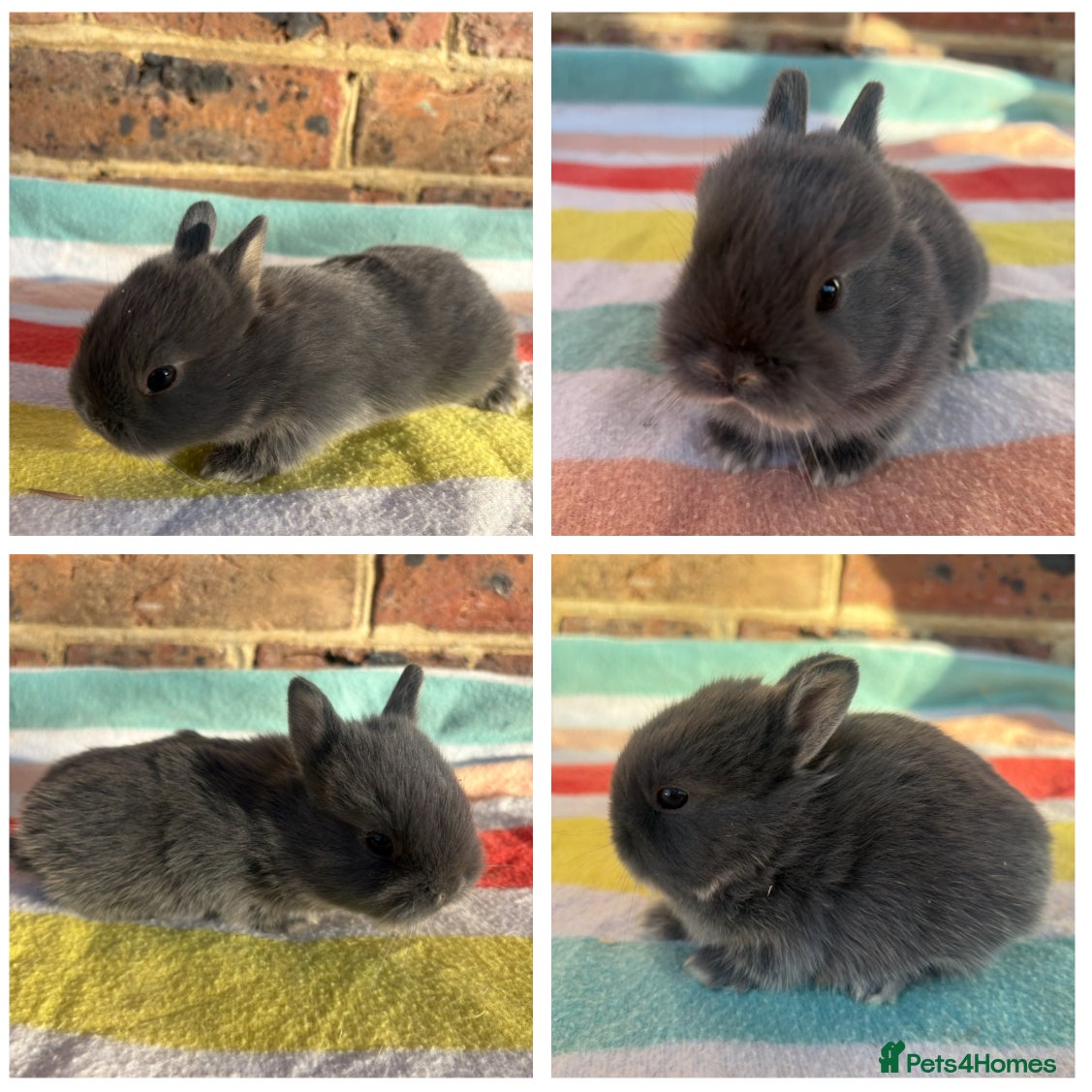 Netherland Dwarf rabbits Sweet Netherland dwarf bunnies  - Advert 6