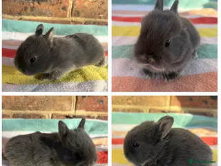 Netherland Dwarf rabbits Sweet Netherland dwarf bunnies - Advert 6