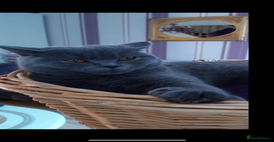 British Shorthair cats - Advert 3