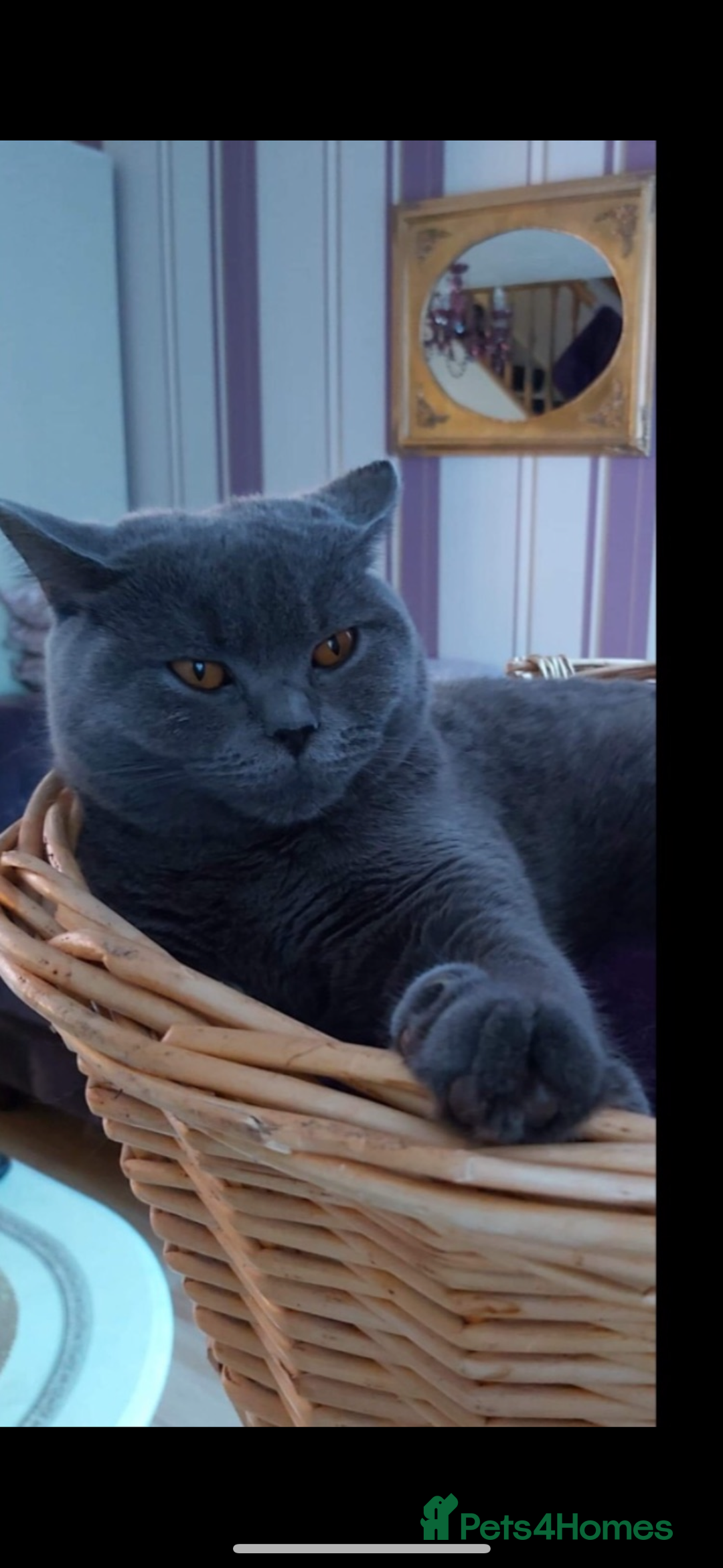 British Shorthair cats for sale: BEAUTIFUL BRITISH SHORTHAIR BOY AND GIRL  - Image 2