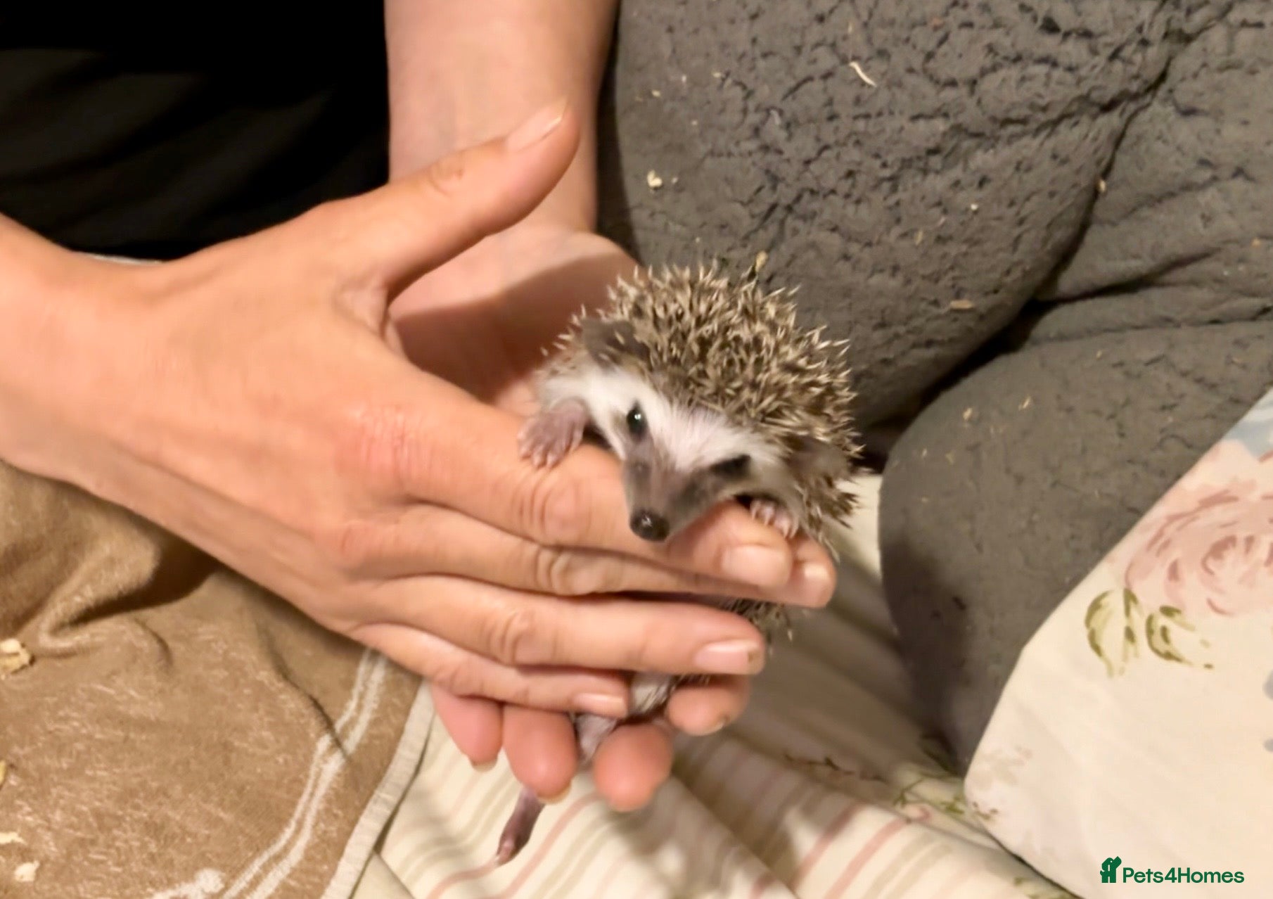 Pygmy Hedgehog rodents African Pygmy Hedgehog hoglet  baby’s  - Advert 2